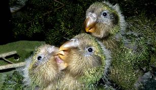 BUNDLES OF JOY: Baby kakapo.