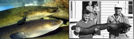 Tuna (longfin eel)
