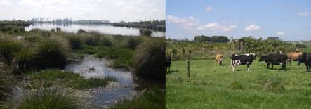 Lake Kaituna is a successful peat lake and wetland restoration, surrounded by a productive dairy farm (images: A. Ballance)