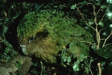 Richard Henry was the World's oldest Kakapo. Photo / DoC