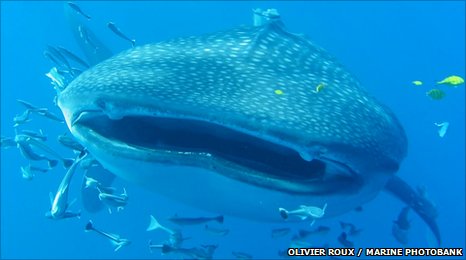 The whale shark, the world's biggest fish, is shrinking because of overfishing