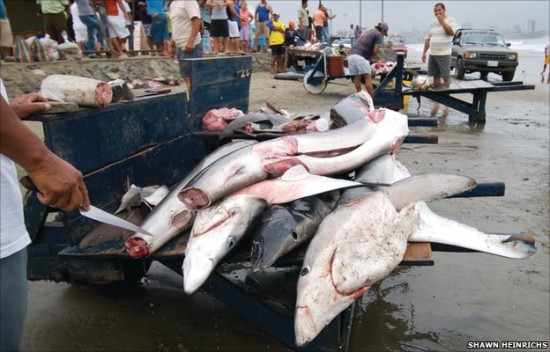 Governments are supposed to "encourage full utilisation of dead sharks" - but fins are targeted